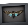 Tosena splendida Blue Cicada Framed Taxidermy Moonlight Display