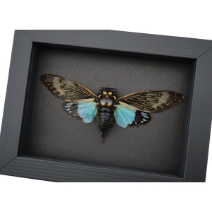 Tosena splendida Blue Cicada Framed Taxidermy Moonlight Display