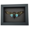 Tosena splendida Blue Cicada Framed Taxidermy Moonlight Display