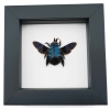 Blue Carpenter Bee Xylocopa caerulea Female Framed Taxidermy Classic Black Display