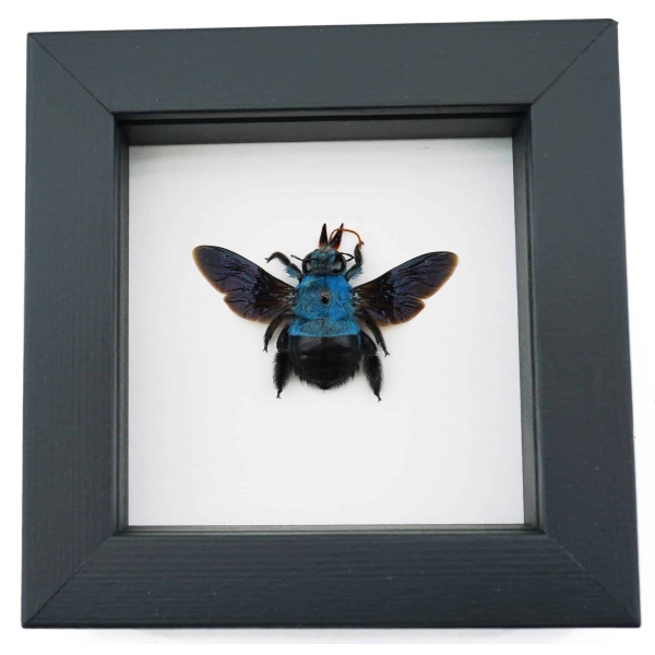 Blue Carpenter Bee Xylocopa caerulea Female Framed Taxidermy Classic Black Display