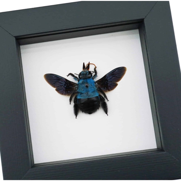 Blue Carpenter Bee Xylocopa caerulea Female Framed Taxidermy Classic Black Display