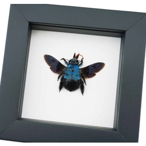 Blue Carpenter Bee Xylocopa caerulea Female Framed Taxidermy Classic Black Display