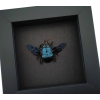 Blue Carpenter Bee Xylocopa caerulea Female Framed Taxidermy Moonlight Display