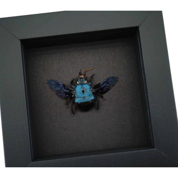 Blue Carpenter Bee Xylocopa caerulea Female Framed Taxidermy Moonlight Display