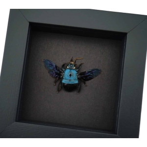Blue Carpenter Bee Xylocopa caerulea Female Framed Taxidermy Moonlight Display