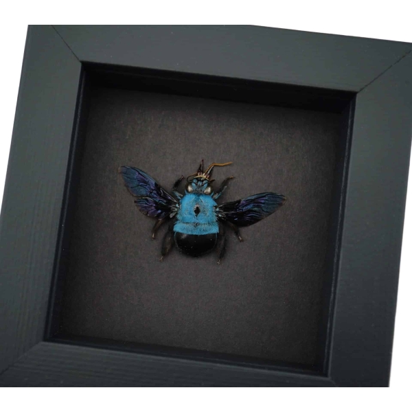 Blue Carpenter Bee Xylocopa caerulea Female Framed Taxidermy Moonlight Display