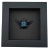 Blue Carpenter Bee Xylocopa caerulea Female Framed Taxidermy Moonlight Display
