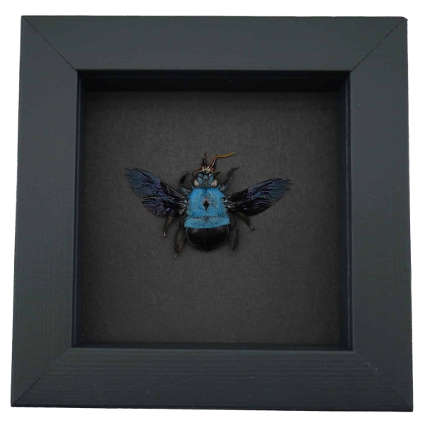 Blue Carpenter Bee Xylocopa caerulea Female Framed Taxidermy Moonlight Display