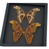 Atlas Moth Collection Real Framed Snake Head Moths Taxidermy Moonlight Display