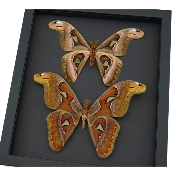 Atlas Moth Collection Real Framed Snake Head Moths Taxidermy Moonlight Display
