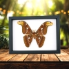 Large Snake Head Moth Attacus Atlas Male Moth Framed Taxidermy Classic Black Display