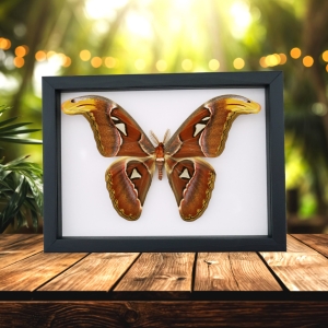 Attacus Atlas Male Moth XL Snake Head Moth Real Framed Taxidermy Classic Black Display