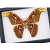 Attacus Atlas Male Moth XL Snake Head Moth Real Framed Taxidermy Classic Black Display