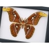 Attacus Atlas Male Moth XL Snake Head Moth Real Framed Taxidermy Classic Black Display