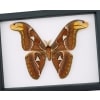 Attacus Atlas Male Moth 7 3/4″+ Wingspan large Snake Head Moth Framed Classic Black Display