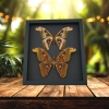 Atlas Moth Collection Real Framed Snake Head Moths Taxidermy Moonlight Display
