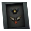 Gold Carpenter Bee Red Devil Cicada Set Framed Insect Taxidermy Moonlight Display