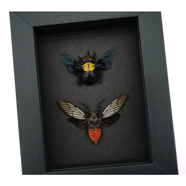 Gold Carpenter Bee Red Devil Cicada Set Framed Insect Taxidermy Moonlight Display