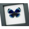 Charles Darwin Butterfly Callithea philotima Asterope leprieuri Framed Taxidermy Classic Black Display