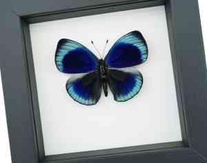 Charles Darwin Butterfly Callithea philotima Asterope leprieuri Framed Taxidermy Classic Black Display