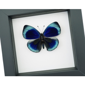 Charles Darwin Butterfly Callithea philotima Asterope leprieuri Framed Taxidermy Classic Black Display