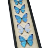 Diamond Morpho Mother's Day Butterflies Butterfly Collection Framed Taxidermy