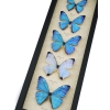 Diamond Morpho Mother's Day Butterflies Butterfly Collection Framed Taxidermy Display