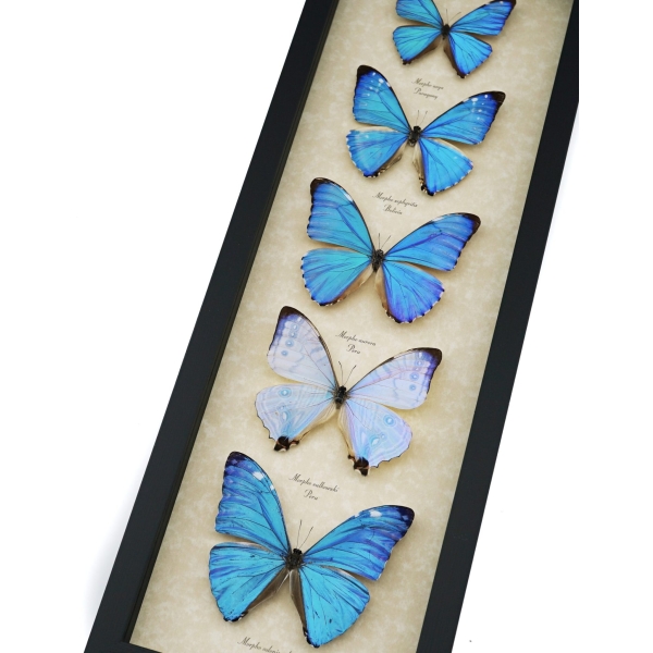 Diamond Morpho Mother's Day Butterflies Butterfly Collection Framed Taxidermy Display