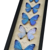 Diamond Morpho Mother's Day Butterflies Butterfly Collection Framed Taxidermy Display