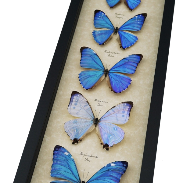 Diamond Morpho Mother's Day Butterflies Butterfly Collection Framed Taxidermy Display
