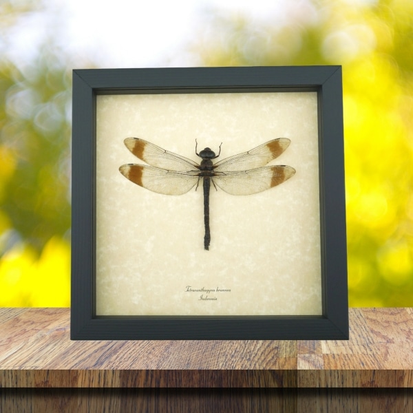 Giant Dragonfly Tetracanthagyna brunnea 5 inch Wingspan Framed Taxidermy Display
