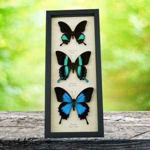 Butterfly Trio Papilio Peranthus Ulysses Blumei Framed Peacock Swallowtail Butterflies Taxidermy Display