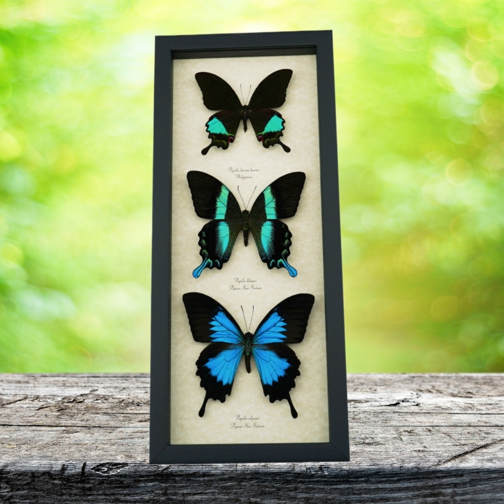Butterfly Trio Papilio Peranthus Ulysses Blumei Framed Peacock Swallowtail Butterflies Taxidermy Display Butterfly Trio Papilio Peranthus Ulysses Blumei Framed Peacock Swallowtail Butterflies Taxidermy Display