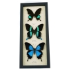 Butterfly Trio Papilio Ulysses Blumei Karna Framed Peacock Swallowtail Butterflies Taxidermy Display