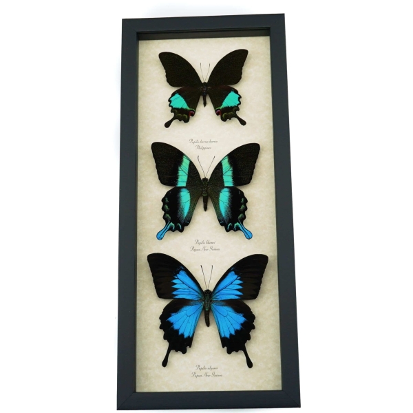 Butterfly Trio Papilio Ulysses Blumei Karna Framed Peacock Swallowtail Butterflies Taxidermy Display