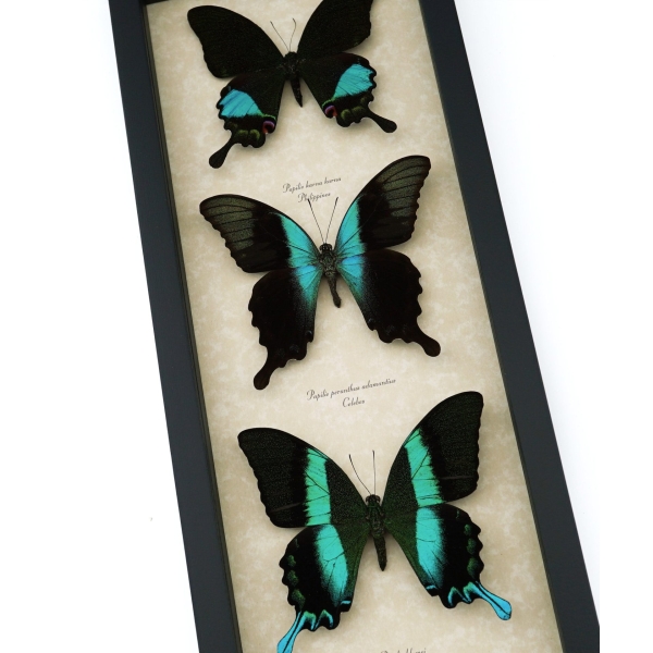 Butterfly Trio Papilio Karna Peranthus Blumei Framed Peacock Swallowtail Butterflies Taxidermy Display