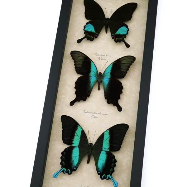 Butterfly Trio Papilio Karna Peranthus Blumei Framed Peacock Swallowtail Butterflies Taxidermy Display