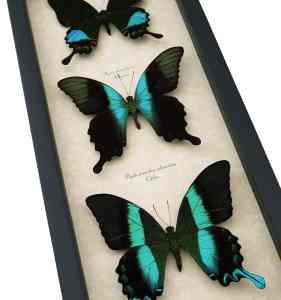 Butterfly Trio Papilio Karna Peranthus Blumei Framed Peacock Swallowtail Butterflies Taxidermy Display