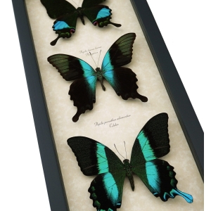 Butterfly Trio Papilio Karna Peranthus Blumei Framed Peacock Swallowtail Butterflies Taxidermy Display