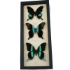 Butterfly Trio Papilio Karna Peranthus Blumei Framed Peacock Swallowtail Butterflies Taxidermy Display