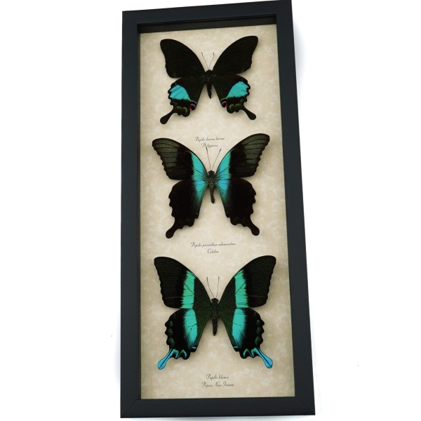 Butterfly Trio Papilio Karna Peranthus Blumei Framed Peacock Swallowtail Butterflies Taxidermy Display