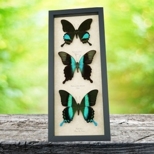 Butterfly Trio Papilio Karna Peranthus Blumei Framed Peacock Swallowtail Butterflies Taxidermy Display