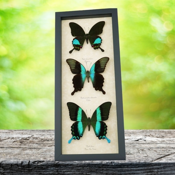 Butterfly Trio Papilio Karna Peranthus Blumei Framed Peacock Swallowtail Butterflies Taxidermy Display