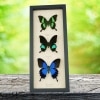 Butterfly Collection Real Framed Swallowtail Butterflies Taxidermy Display