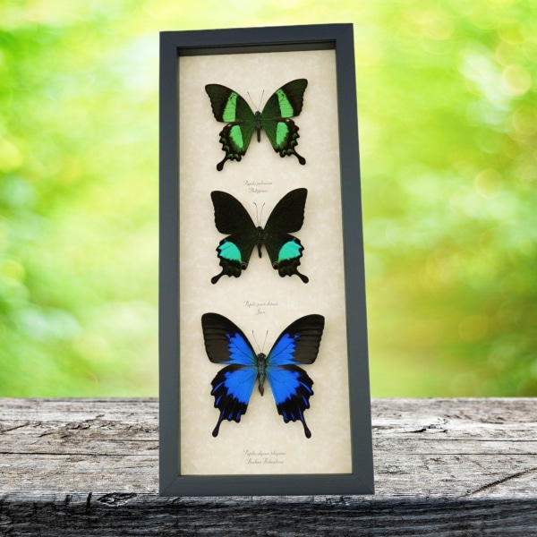 Butterfly Collection Real Framed Swallowtail Butterflies Taxidermy Display