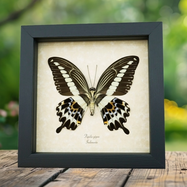 Papilio gigon verso Colorful Swallowtail Butterfly Framed Taxidermy Display