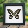 Papilio gigon verso Colorful Swallowtail Butterfly Framed Taxidermy Classic Black Display