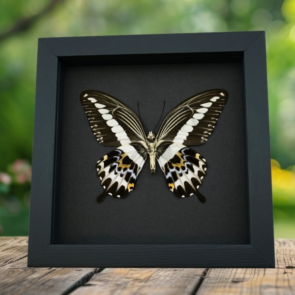 Papilio gigon verso Colorful Swallowtail Butterfly Framed Taxidermy Moonlight Display