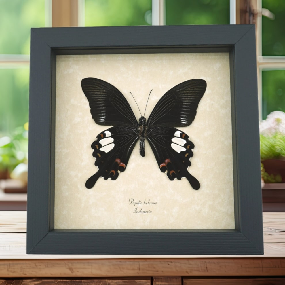 Papilio helenus verso Red Helen Swallowtail Butterfly Framed Taxidermy Display Papilio helenus verso Red Helen Swallowtail Butterfly Framed Taxidermy Display